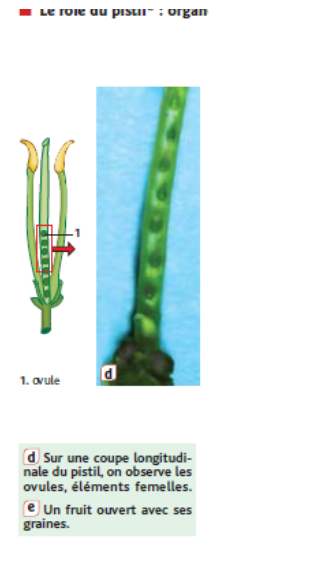 coupepistil