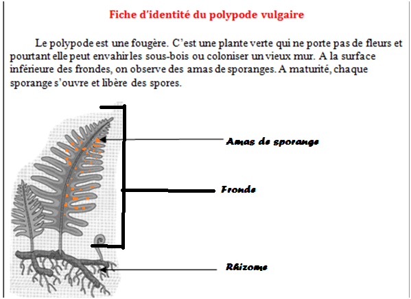 poly