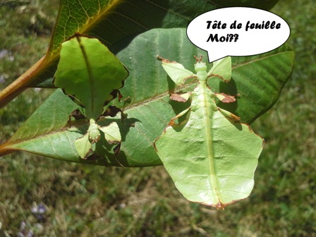 phasme feuille