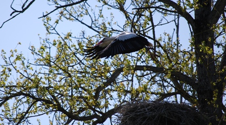 cigogne blanche