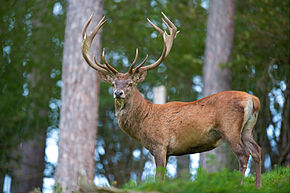 cerf élaphe