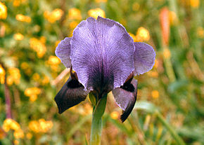 Iris_haynei_(photo_by_Pixie)
