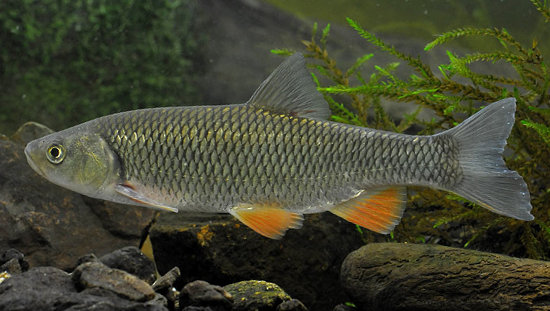 chevaine-leuciscus-cephalus-photo