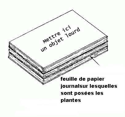 Sans titre