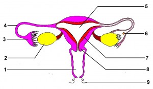 Appareil-reprod-femme