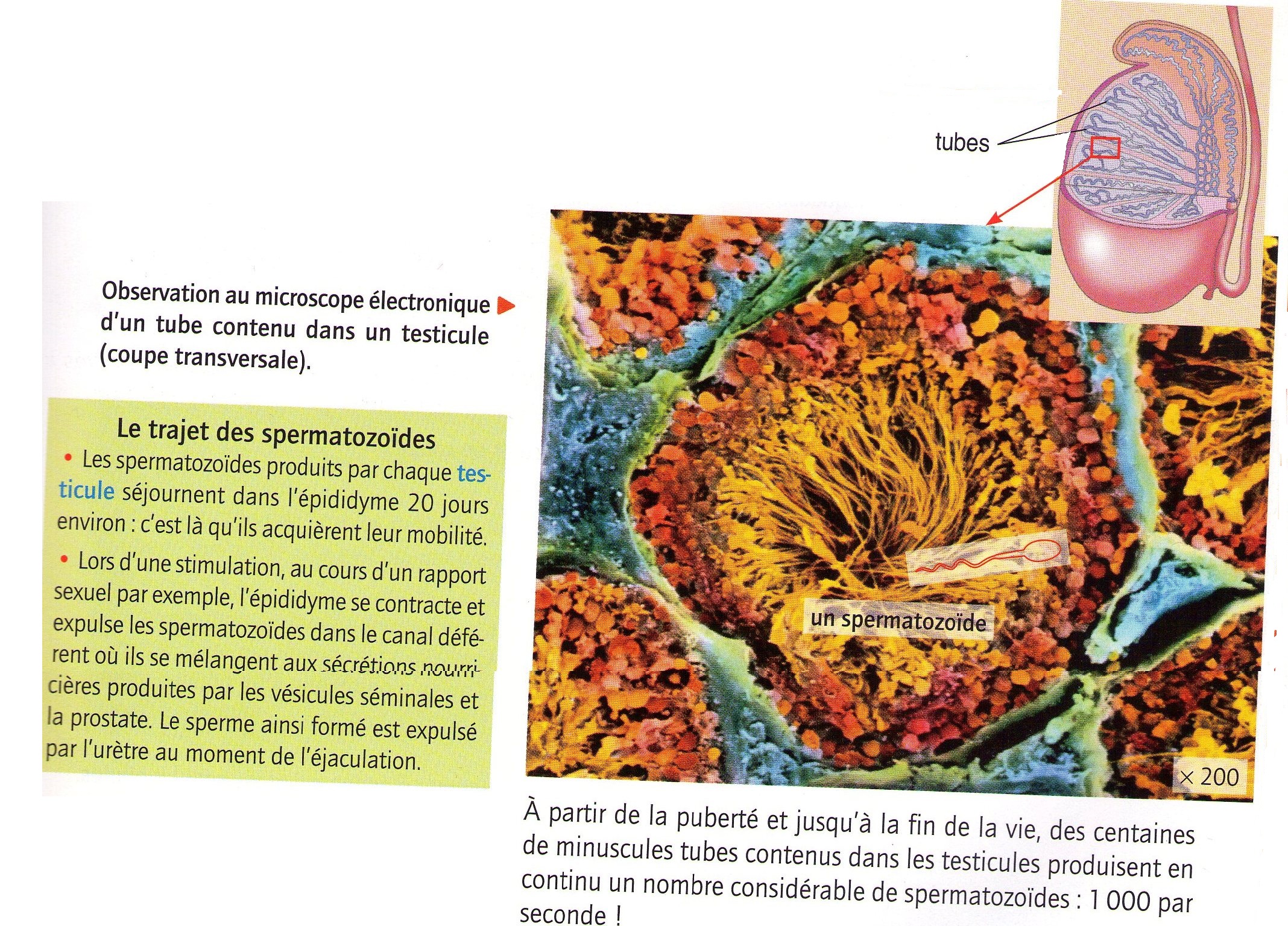 A Quoi Equivaut Un Coup Dans Les Testicules