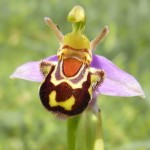 bourdon-Ophrys-bomybliflora