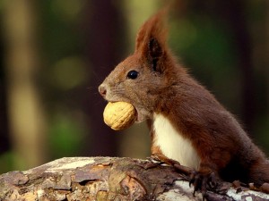 squirrel-food-nut